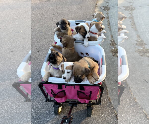 Medium Photo #4 American Staffordshire Terrier-Unknown Mix Puppy For Sale in Holly Springs, NC, USA