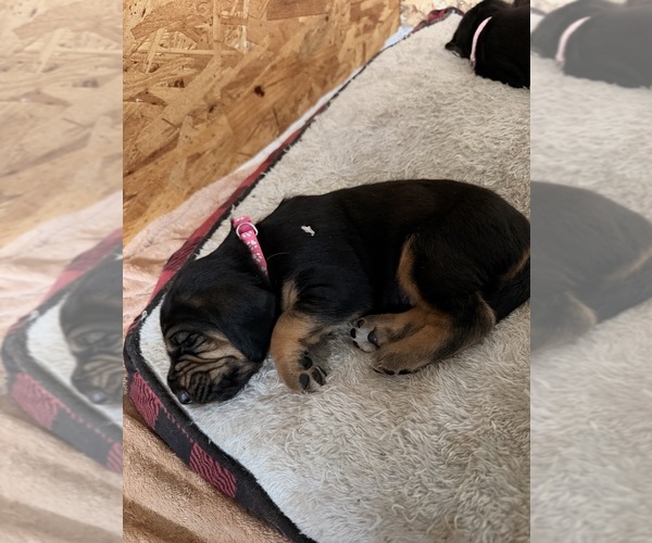 Medium Photo #7 Bloodhound Puppy For Sale in LITTLETON, CO, USA