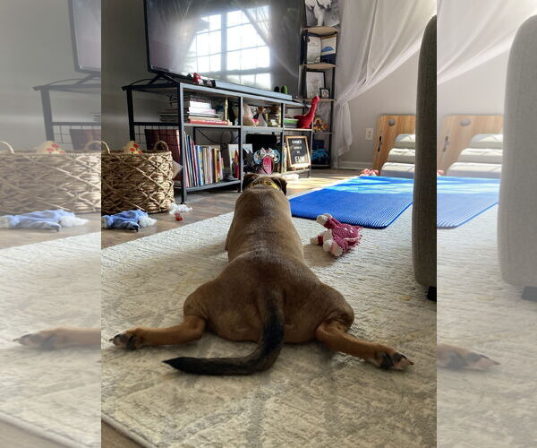 Medium Photo #8 Boxer-Unknown Mix Puppy For Sale in Holly Springs, NC, USA