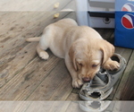 Small Photo #14 Labrador Retriever Puppy For Sale in MANSFIELD, MO, USA