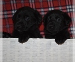 Small Photo #1 Shepradors Puppy For Sale in MARYSVILLE, OH, USA