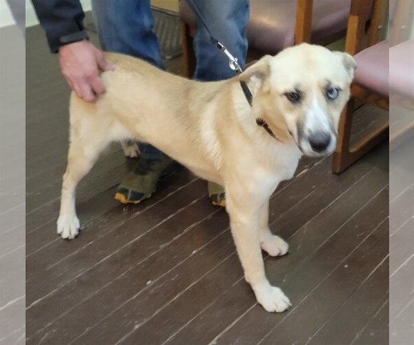 Medium Photo #2 German Shepherd Dog-Unknown Mix Puppy For Sale in Harrison, AR, USA