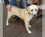Small #1 German Shepherd Dog Mix
