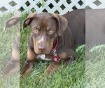 Small #7 Australian Shepherd Mix