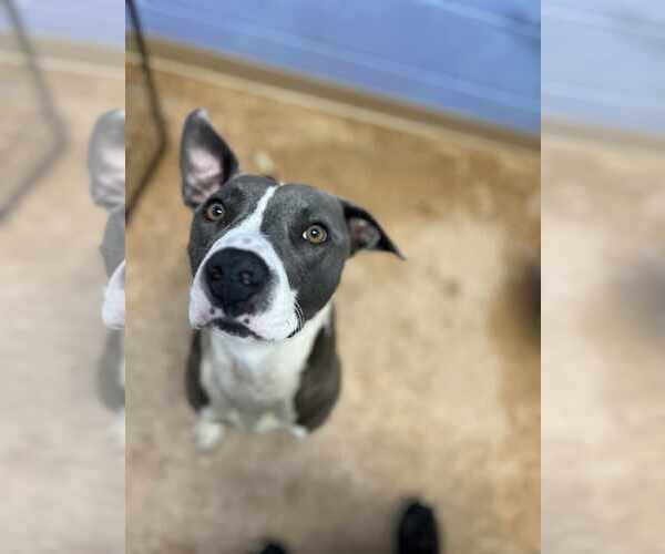 Medium Photo #8 Boxer-Unknown Mix Puppy For Sale in Orangeburg, SC, USA