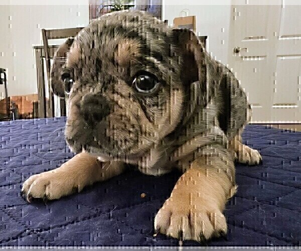 Medium Photo #6 French Bulldog Puppy For Sale in CHINO HILLS, CA, USA