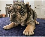 Small #5 French Bulldog