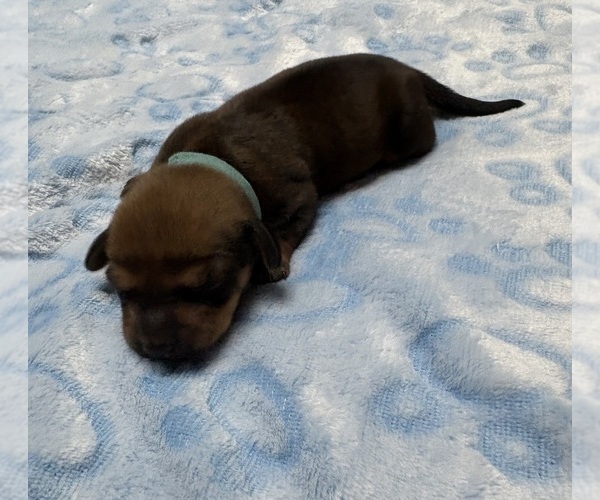Medium Photo #1 Dachshund Puppy For Sale in ROWLAND HEIGHTS, CA, USA