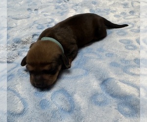 Dachshund Puppy for sale in ROWLAND HEIGHTS, CA, USA