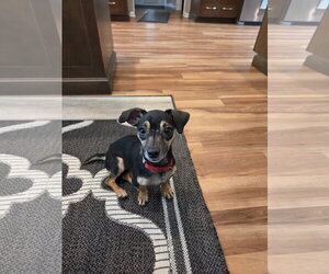 Chiweenie Dogs for adoption in Oakhurst, NJ, USA
