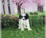 Small #17 Cavapoo