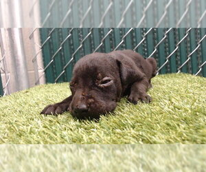 Mutt Dogs for adoption in Downey, CA, USA
