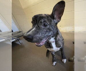 American Pit Bull Terrier-Unknown Mix Dogs for adoption in Waco, TX, USA