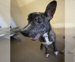 Small American Pit Bull Terrier Mix
