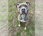 Small #5 American Pit Bull Terrier Mix