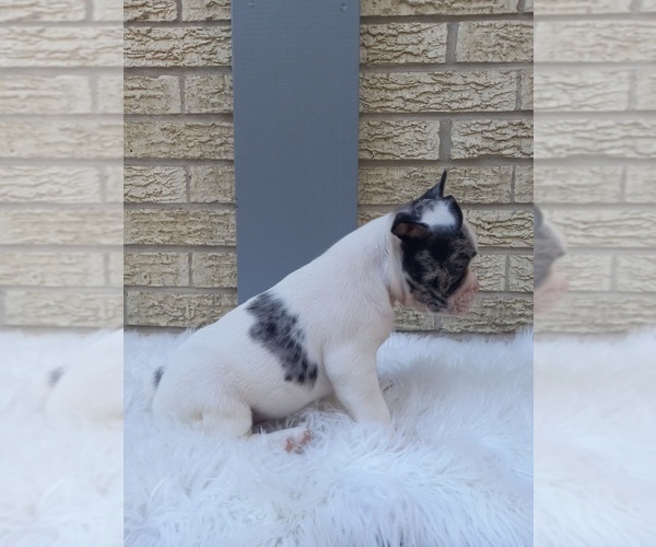 Full screen Photo #8 French Bulldog Puppy For Sale in CARTHAGE, TX, USA