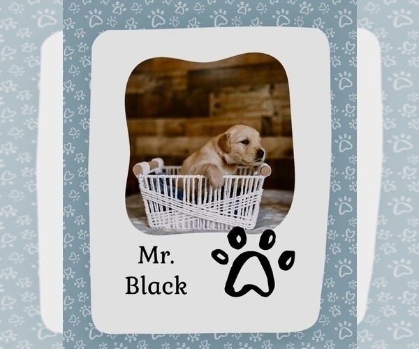 Medium Photo #3 Golden Retriever Puppy For Sale in VERONA, KY, USA