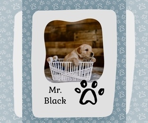 Medium Golden Retriever