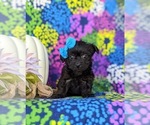 Small Photo #3 YorkiePoo Puppy For Sale in OXFORD, PA, USA