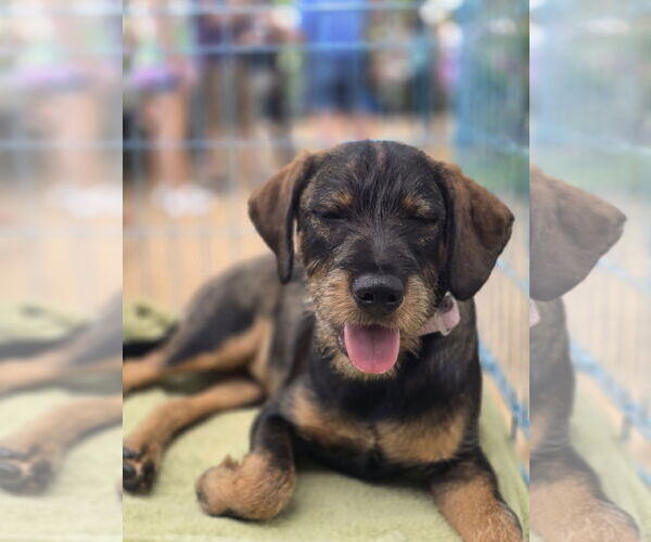 Medium Photo #1 Mutt Puppy For Sale in Rosenberg, TX, USA