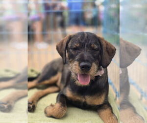 Mutt Dogs for adoption in Rosenberg, TX, USA