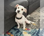 Small #1 Maltese