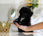 Small Photo #13 Havanese-Poodle (Toy) Mix Puppy For Sale in HOUSTON, TX, USA