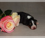 Small Photo #2 Australian Shepherd Puppy For Sale in EAST CANTON, OH, USA