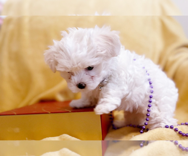 Medium Photo #4 Maltese Puppy For Sale in CHARLOTTE, NC, USA