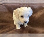 Small Photo #3 Bichon Frise Puppy For Sale in FORT WORTH, TX, USA