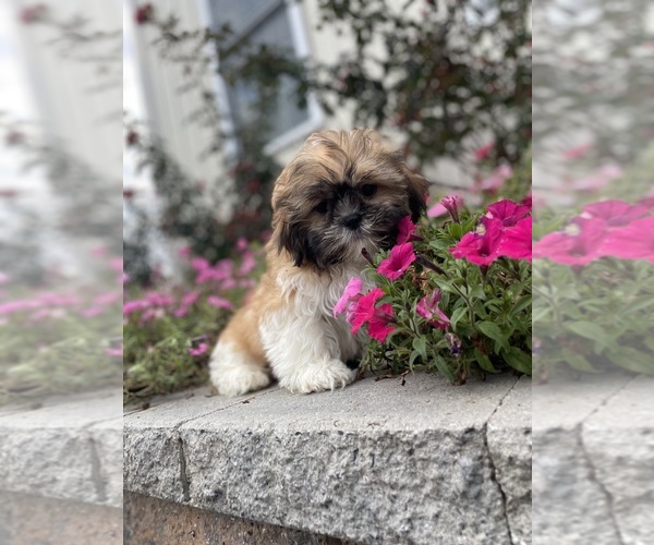 Medium Photo #4 Shih Tzu Puppy For Sale in CANOGA, NY, USA