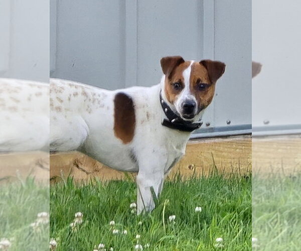 Medium Photo #1 Jack Russell Terrier Puppy For Sale in Claremore, OK, USA