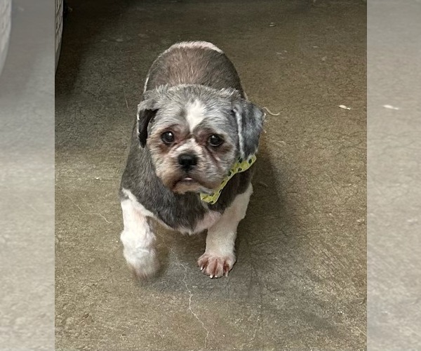 Medium Photo #3 Shih Tzu Puppy For Sale in Lewistown, PA, USA