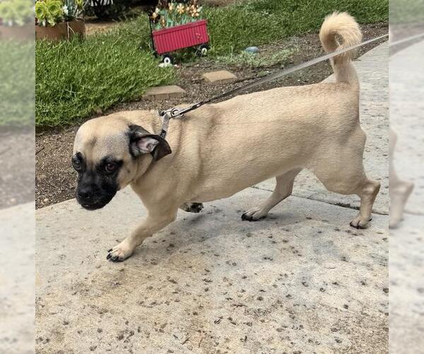 Medium Photo #4 Puggle Puppy For Sale in San Diego, CA, USA