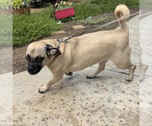 Wednesday - Female Puggle Dog for Adoption - Photo #4