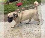 Small #3 Puggle