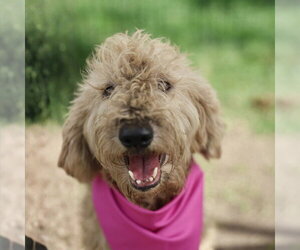 Poodle (Standard)-Unknown Mix Dogs for adoption in San Antonio, TX, USA