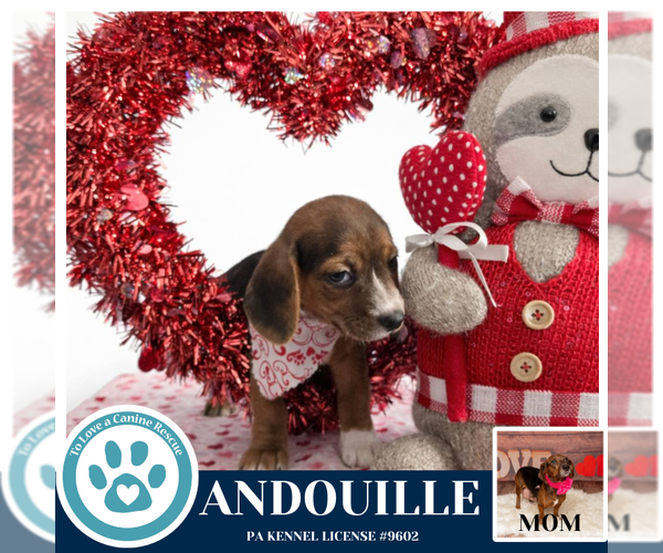 Medium Photo #3 Doxle Puppy For Sale in Kimberton, PA, USA