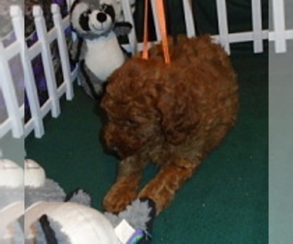 Medium Photo #7 Poodle (Standard) Puppy For Sale in CLATSKANIE, OR, USA