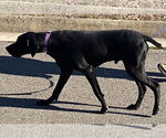 Small #6 German Shorthaired Pointer Mix