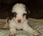 Small #5 Bernedoodle (Miniature)