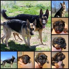 Father of the German Shepherd Dog puppies born on 04/26/2016