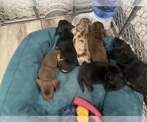 Dachshund Puppy for sale in WACO, TX, USA