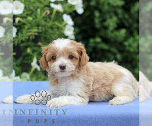 Cavapoo Puppy for sale in EAST EARL, PA, USA