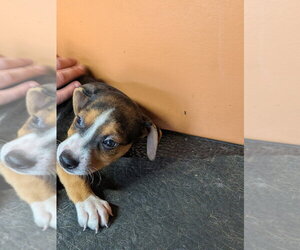 Vinnie - Male Mutt Dog for Adoption - Photo #4