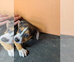 Small #3 Mutt