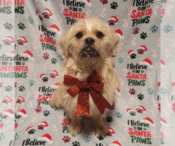 Medium Photo #1 Pug Puppy For Sale in FAIRLAWN, OH, USA