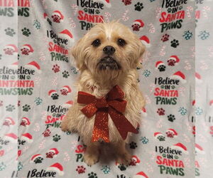 Pug Dogs for adoption in FAIRLAWN, OH, USA