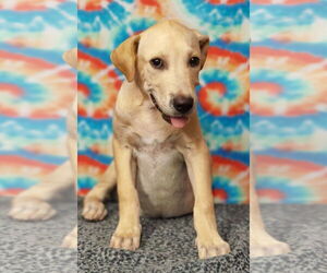 Labrador Retriever-Unknown Mix Dogs for adoption in Talladega, AL, USA