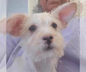 Holly - Female Norfolk Terrier-Unknown Mix Dog for Adoption - Photo #2